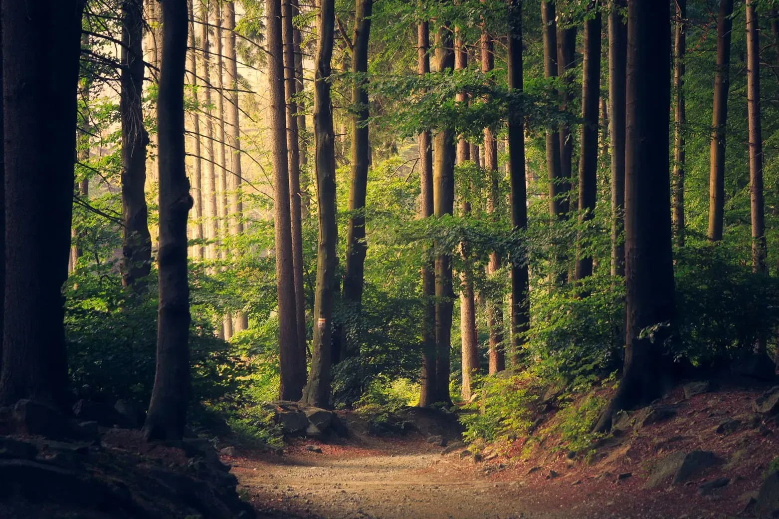 Trail Network